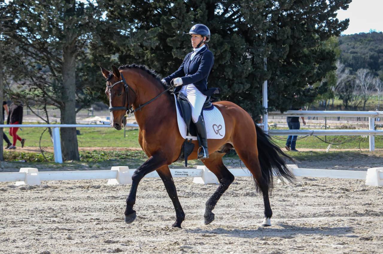Dior du Fesquet - Lusitano 2013 ,  Rubi Ar