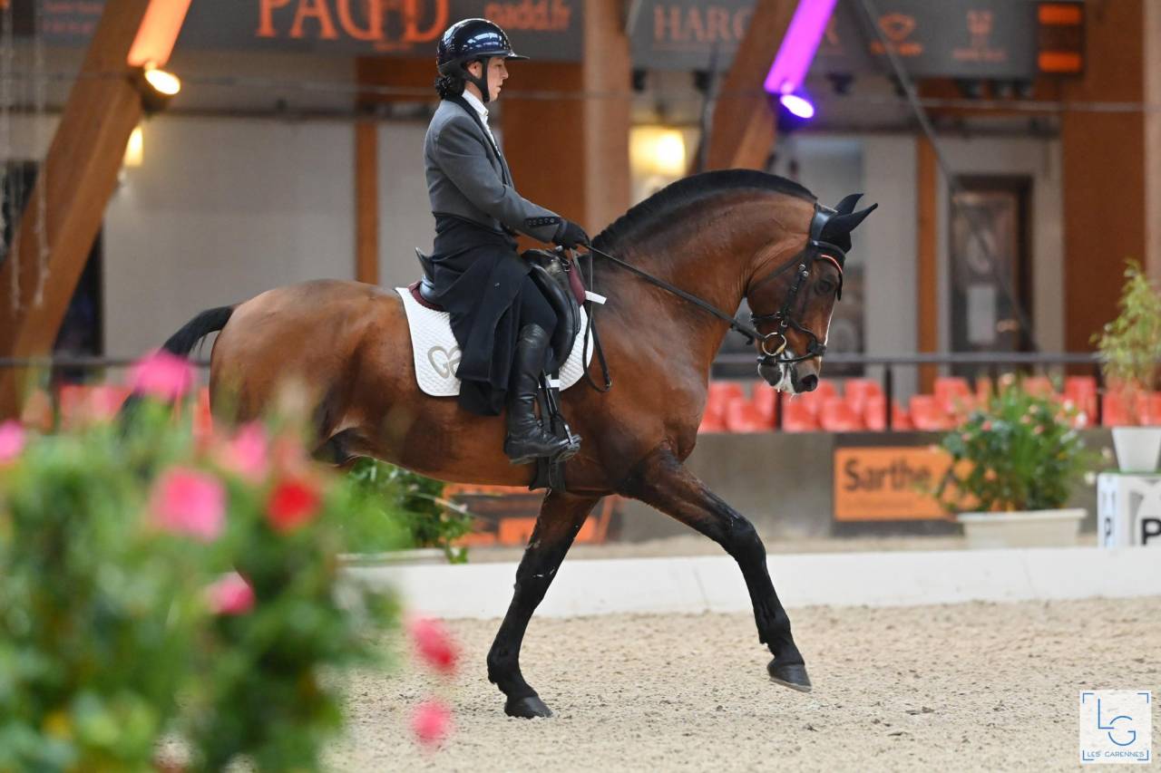 Dior du Fesquet - Lusitano 2013 ,  Rubi Ar