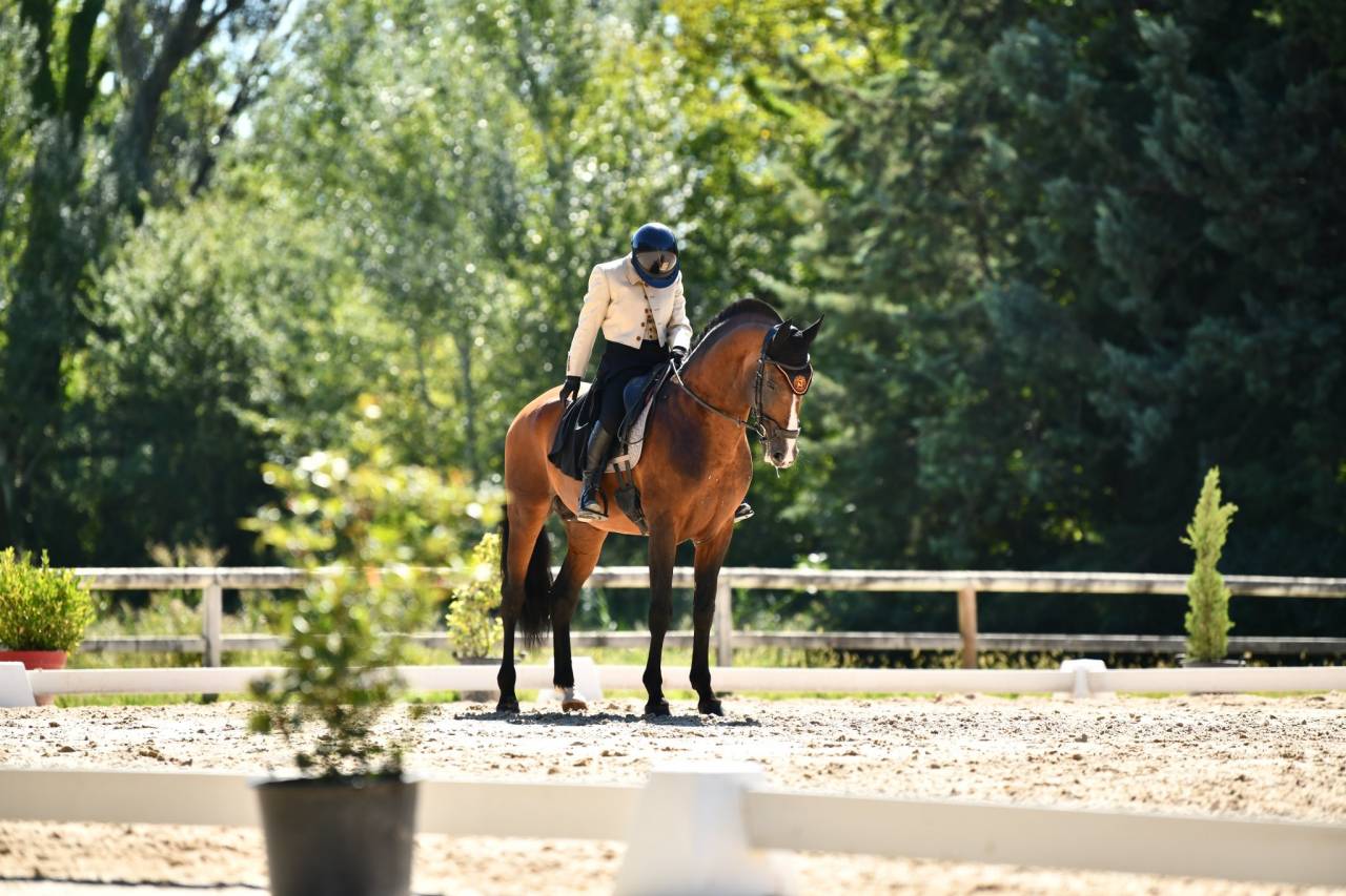 Dior du Fesquet - Lusitano 2013 ,  Rubi Ar