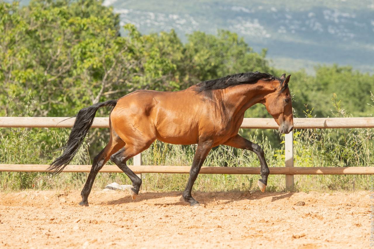 Aslan du Fesquet - Lusitano 2010 ,  QUEMOY DU FESQUET