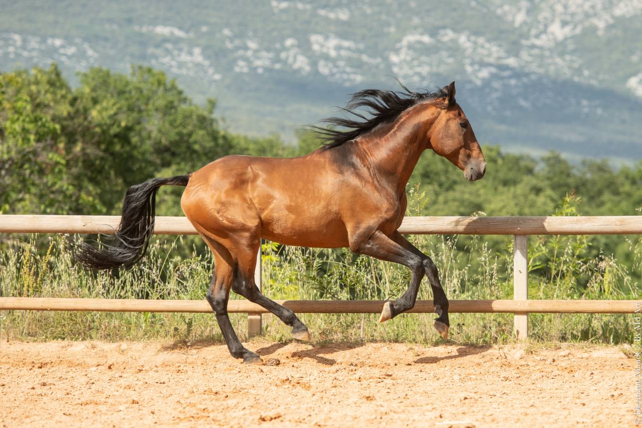 Aslan du Fesquet - Lusitano 2010 ,  QUEMOY DU FESQUET