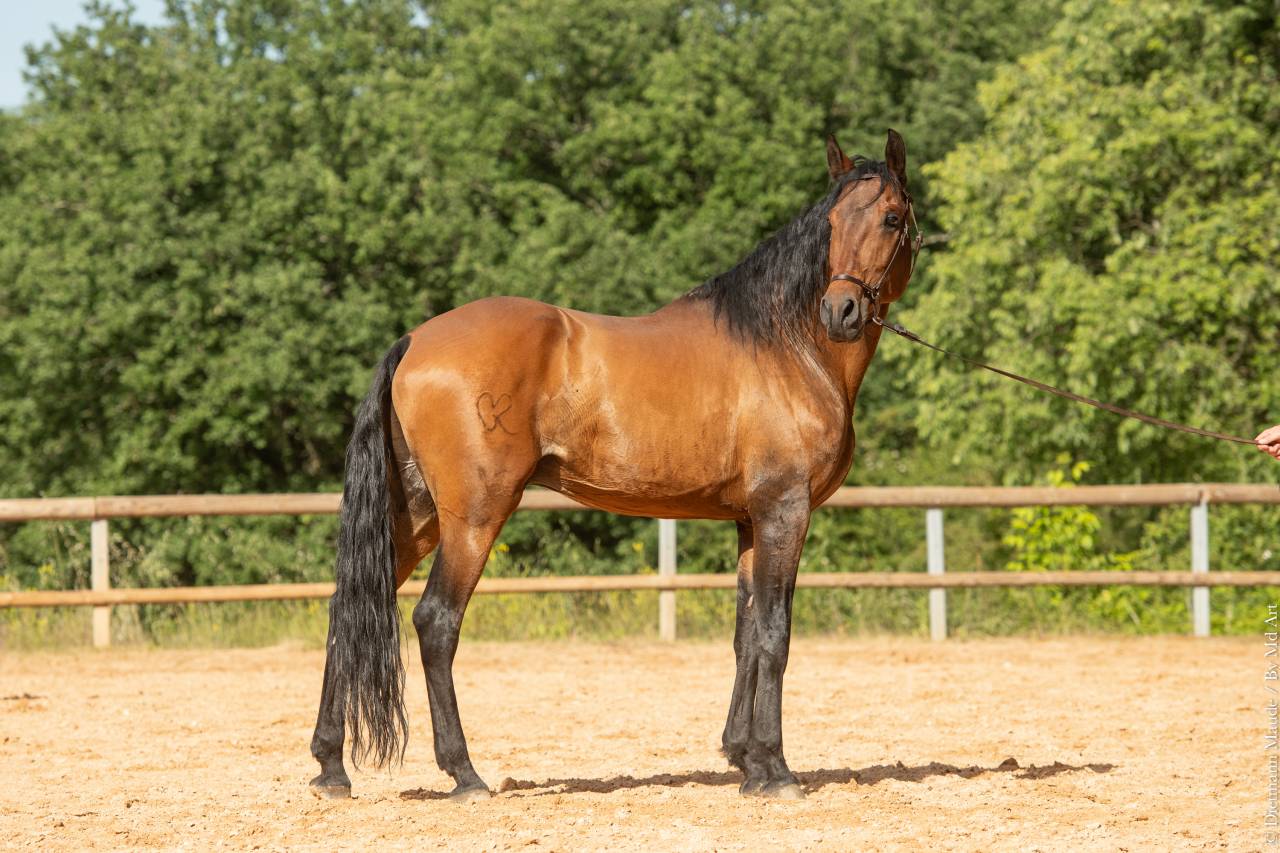 Aslan du Fesquet - Lusitano 2010 ,  QUEMOY DU FESQUET