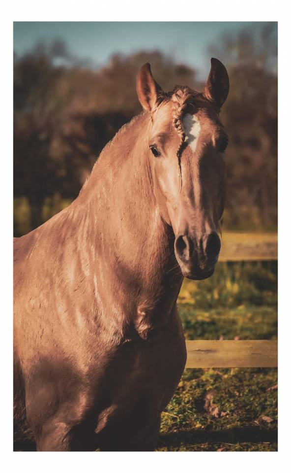 Sueno Carthago - PRE Puur Ras Spaans 2020