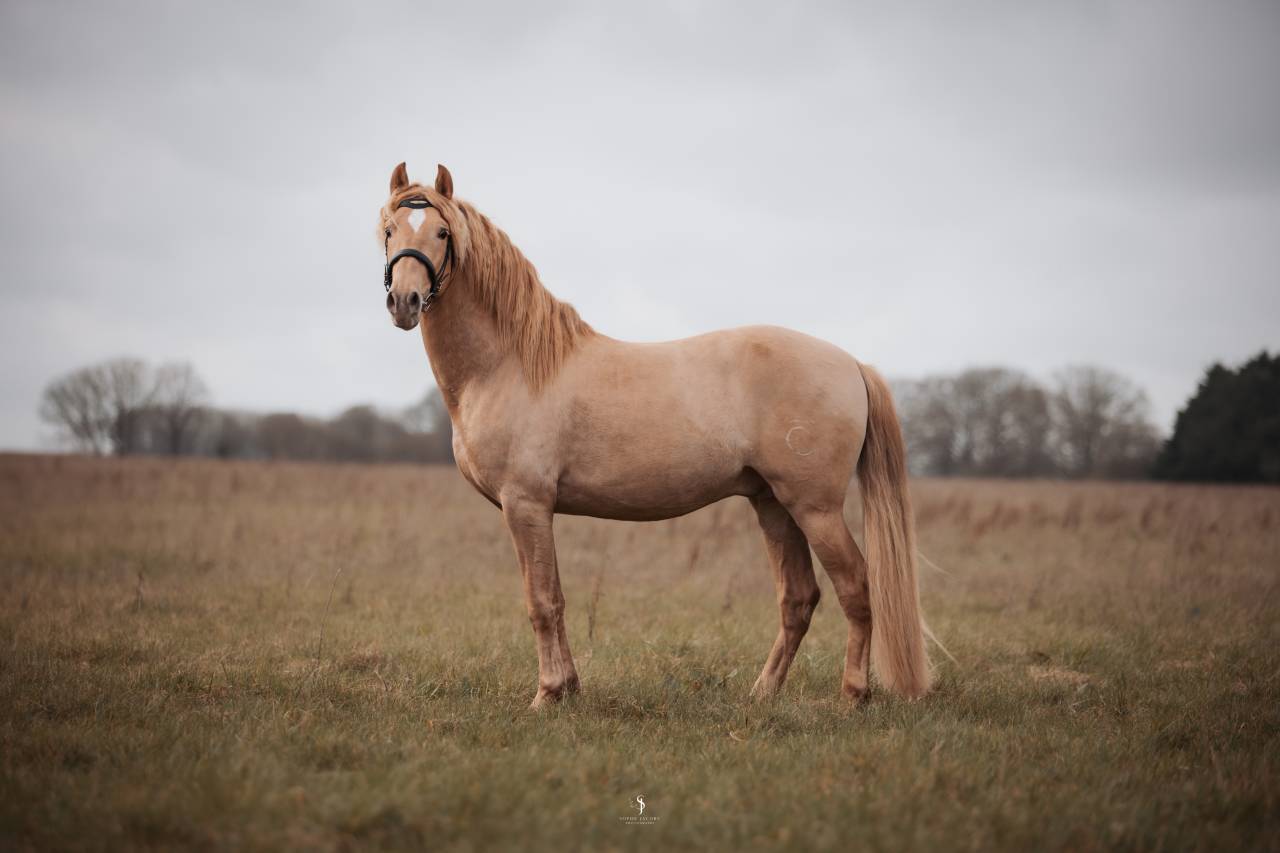 Sueno Carthago - PRE Puur Ras Spaans 2020