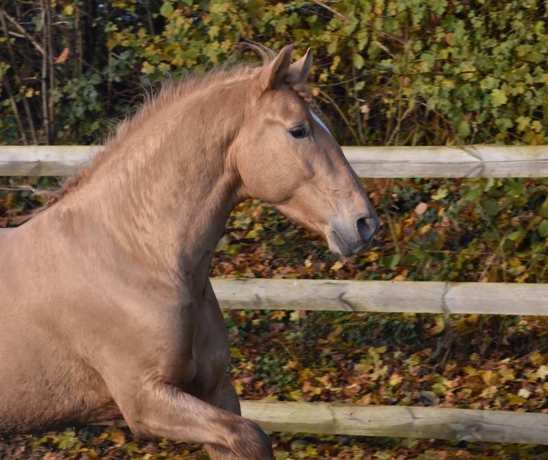 Sueno Carthago - PRE Puur Ras Spaans 2020