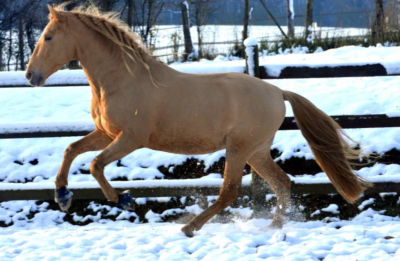 Sueno Carthago - PRE Puur Ras Spaans 2020