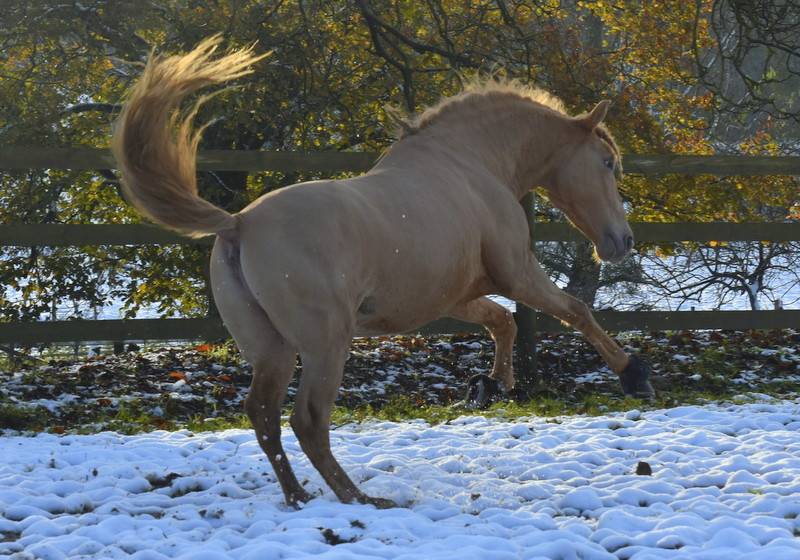 Sueno Carthago - PRE Puur Ras Spaans 2020