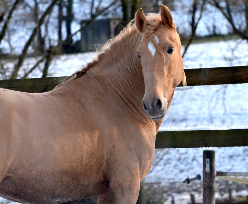 Sueno Carthago - PRE Puur Ras Spaans 2020