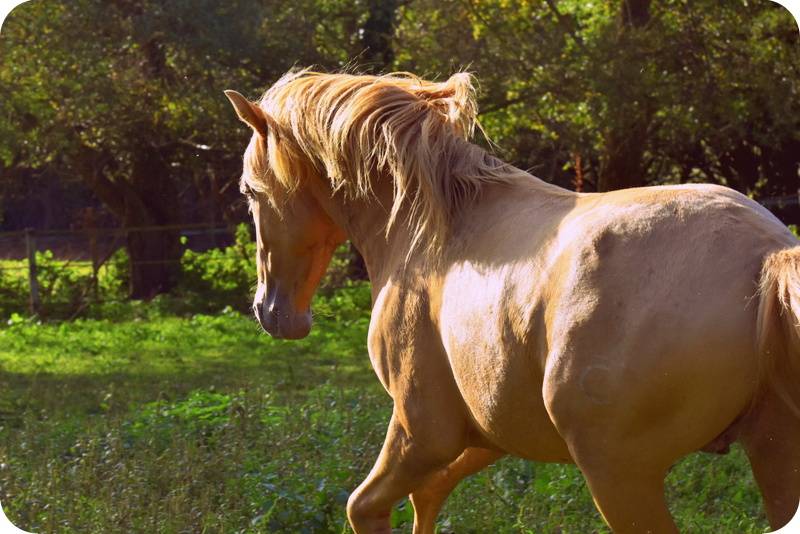 Sueno Carthago - PRE Puur Ras Spaans 2020