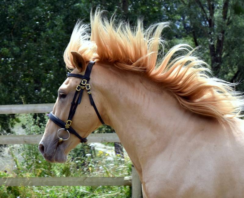 Sueno Carthago - PRE Puur Ras Spaans 2020