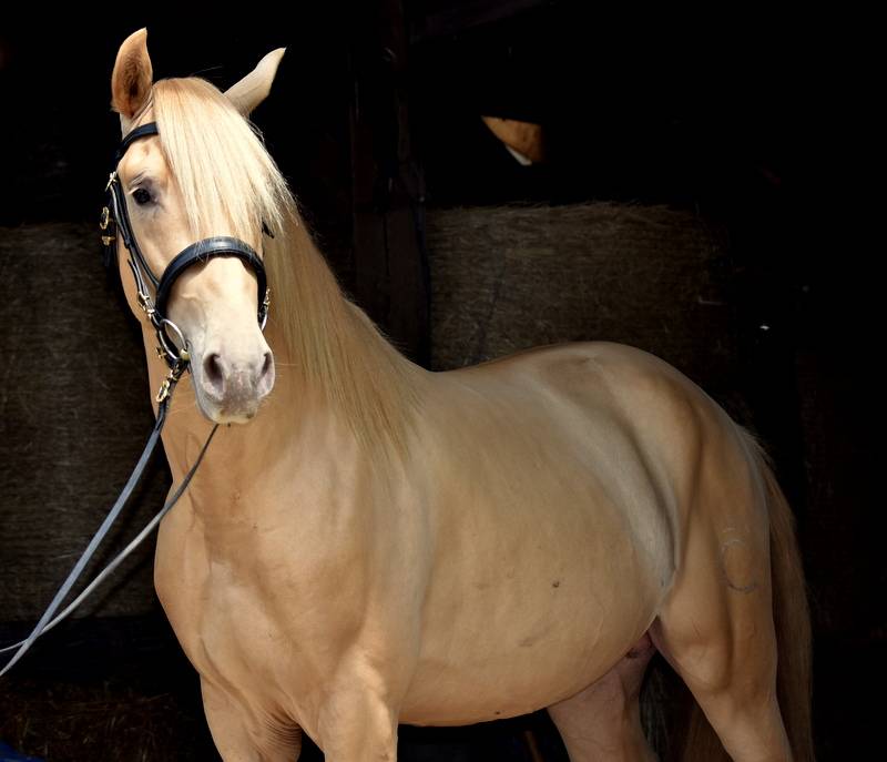 Sueno Carthago - PRE Puur Ras Spaans 2020