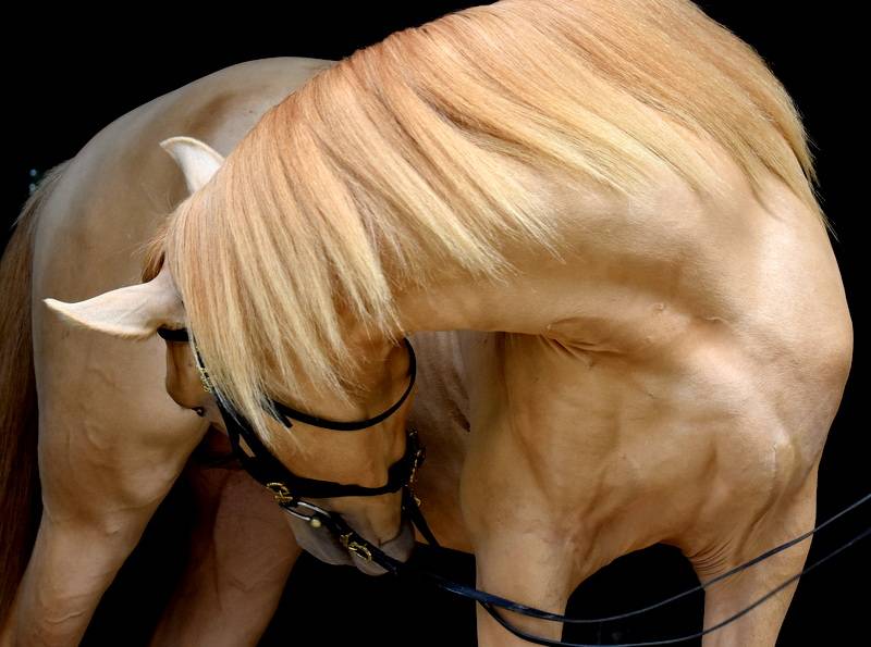 Sueno Carthago - PRE Puur Ras Spaans 2020