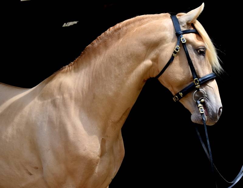 Sueno Carthago - PRE Puur Ras Spaans 2020