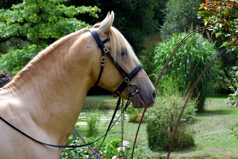 Sueno Carthago - PRE Puur Ras Spaans 2020