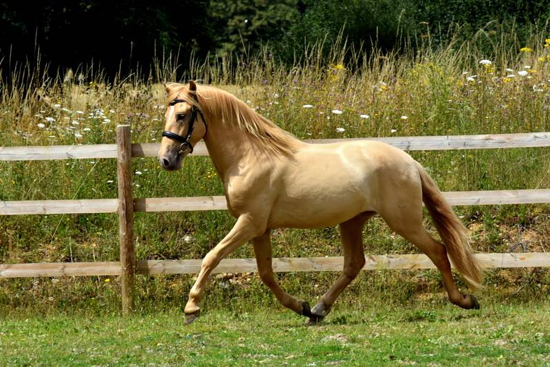 Sueno Carthago - PRE Puur Ras Spaans 2020