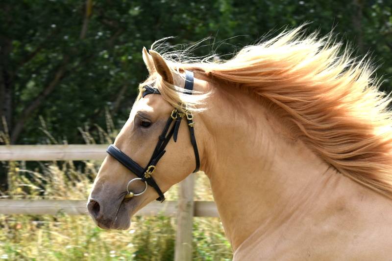 Sueno Carthago - PRE Puur Ras Spaans 2020