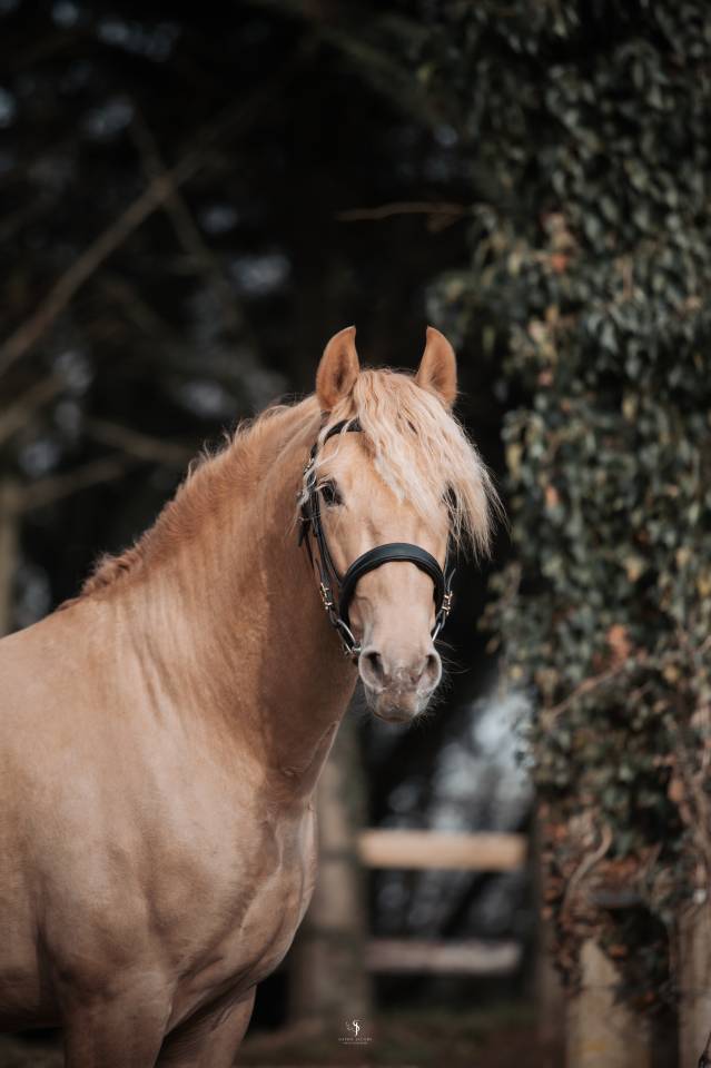 Sueno Carthago - PRE Puur Ras Spaans 2020