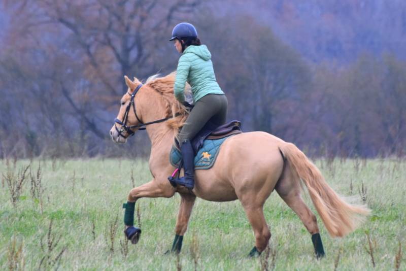 Sueno Carthago - PRE Puur Ras Spaans 2020