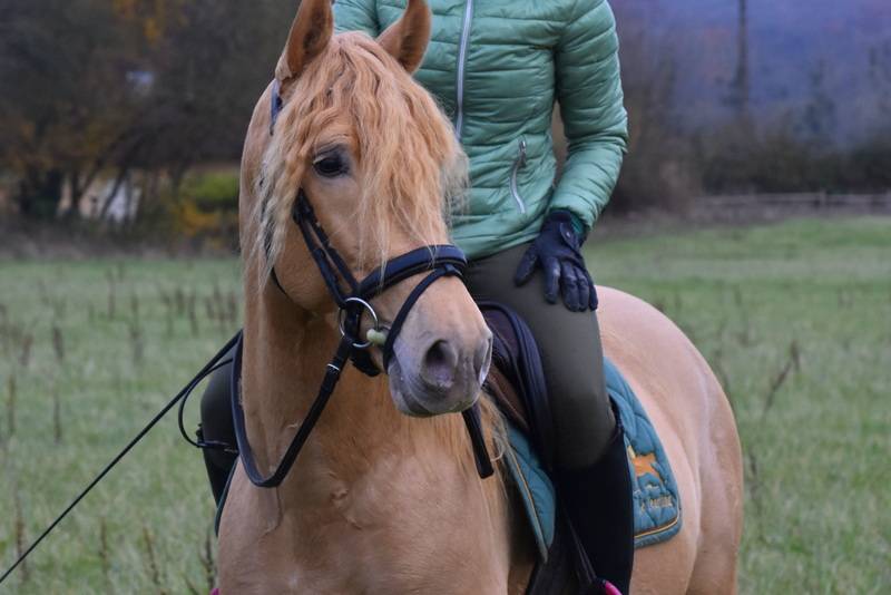 Sueno Carthago - PRE Puur Ras Spaans 2020