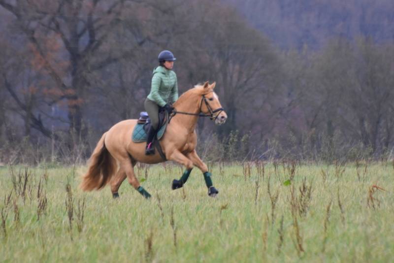 Sueno Carthago - PRE Puur Ras Spaans 2020