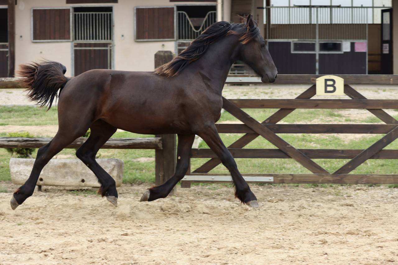 Veulen (vr) Fries Te koop 2024 Zwart ,  Alwin 469 Sport AAA Pr&eacute;f&eacute;rent