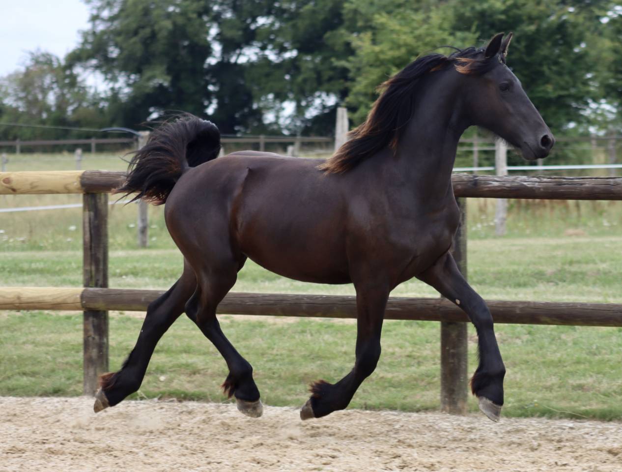 Veulen (vr) Fries Te koop 2024 Zwart ,  Alwin 469 Sport AAA Pr&eacute;f&eacute;rent