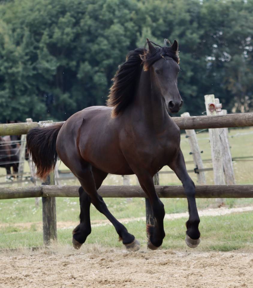 Veulen (vr) Fries Te koop 2024 Zwart ,  Alwin 469 Sport AAA Pr&eacute;f&eacute;rent