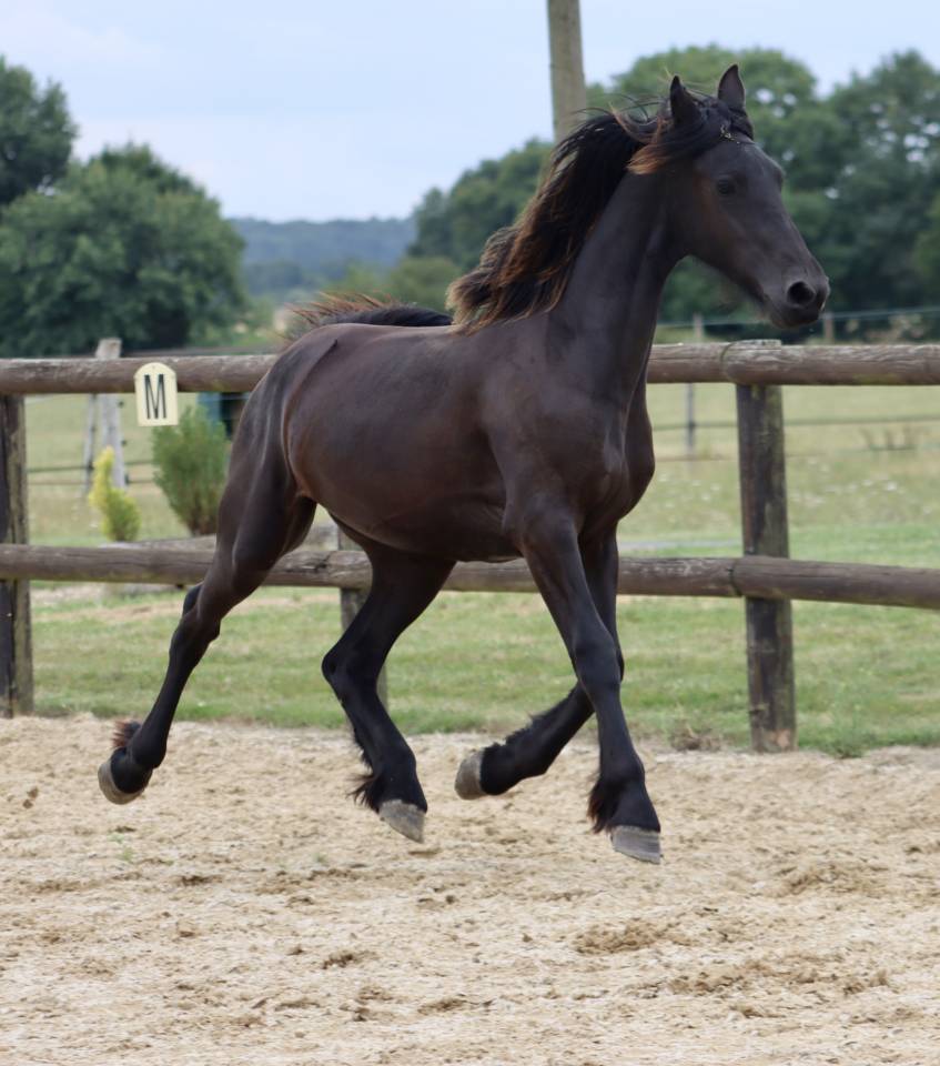 Veulen (vr) Fries Te koop 2024 Zwart ,  Alwin 469 Sport AAA Pr&eacute;f&eacute;rent
