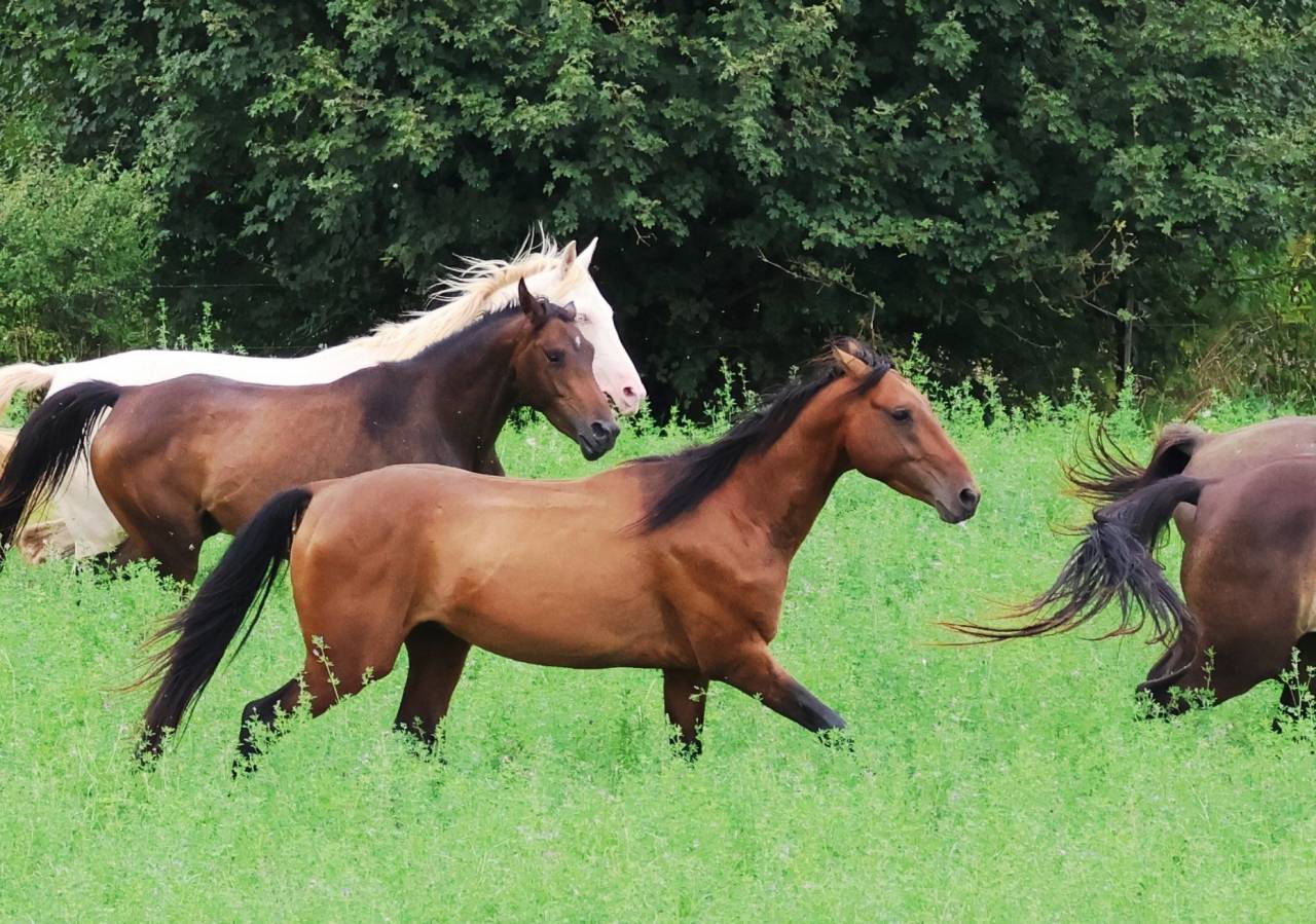 Ruin Akhal-Teke Te koop 2020 Donker bruin / bai ,  Kemput (EST), AT