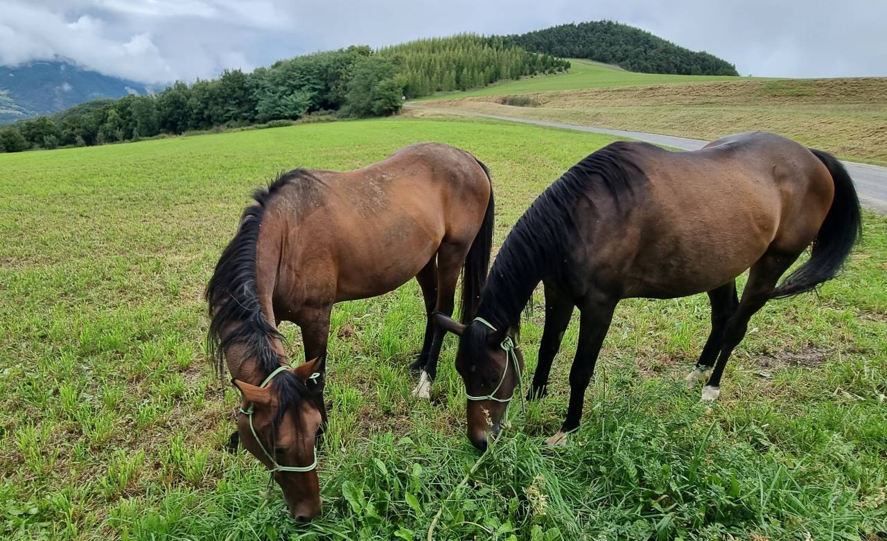 Ruin Akhal-Teke Te koop 2020 Donker bruin / bai ,  Kemput (EST), AT