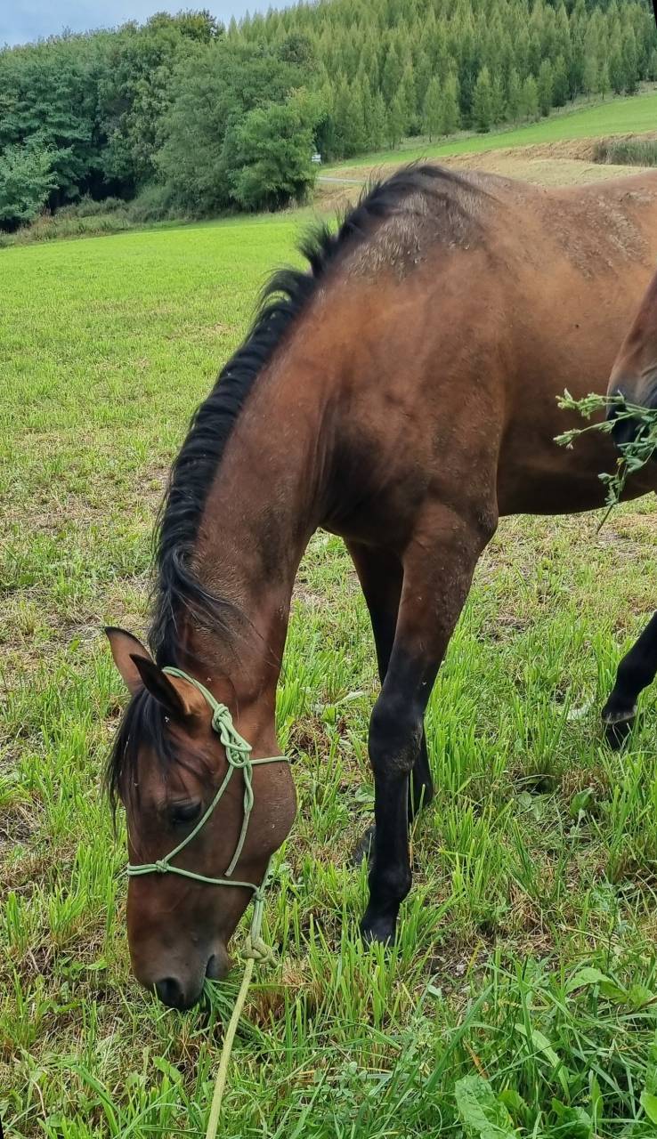 Ruin Akhal-Teke Te koop 2020 Donker bruin / bai ,  Kemput (EST), AT