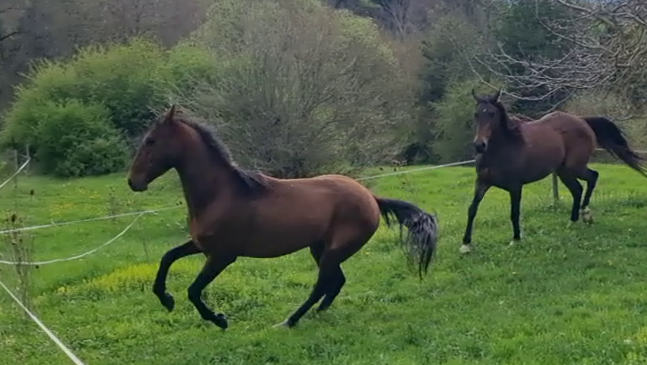 Ruin Akhal-Teke Te koop 2020 Donker bruin / bai ,  Kemput (EST), AT