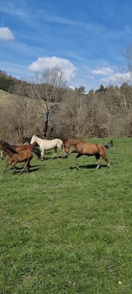 Ruin Akhal-Teke Te koop 2020 Donker bruin / bai ,  Kemput (EST), AT