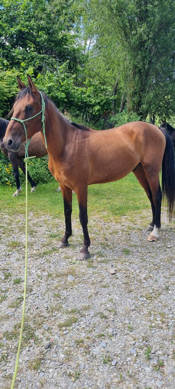 Ruin Akhal-Teke Te koop 2020 Donker bruin / bai ,  Kemput (EST), AT