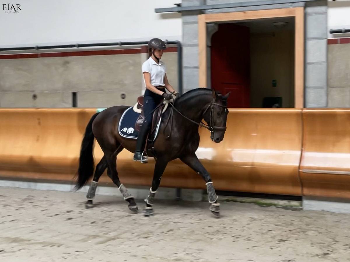 Quartzo da Ajuda - Lusitano 2020