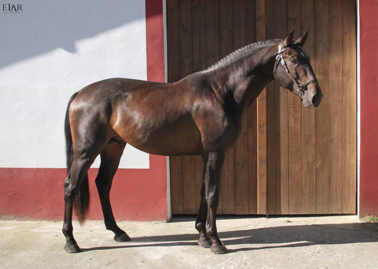 Quartzo da Ajuda - Lusitano 2020