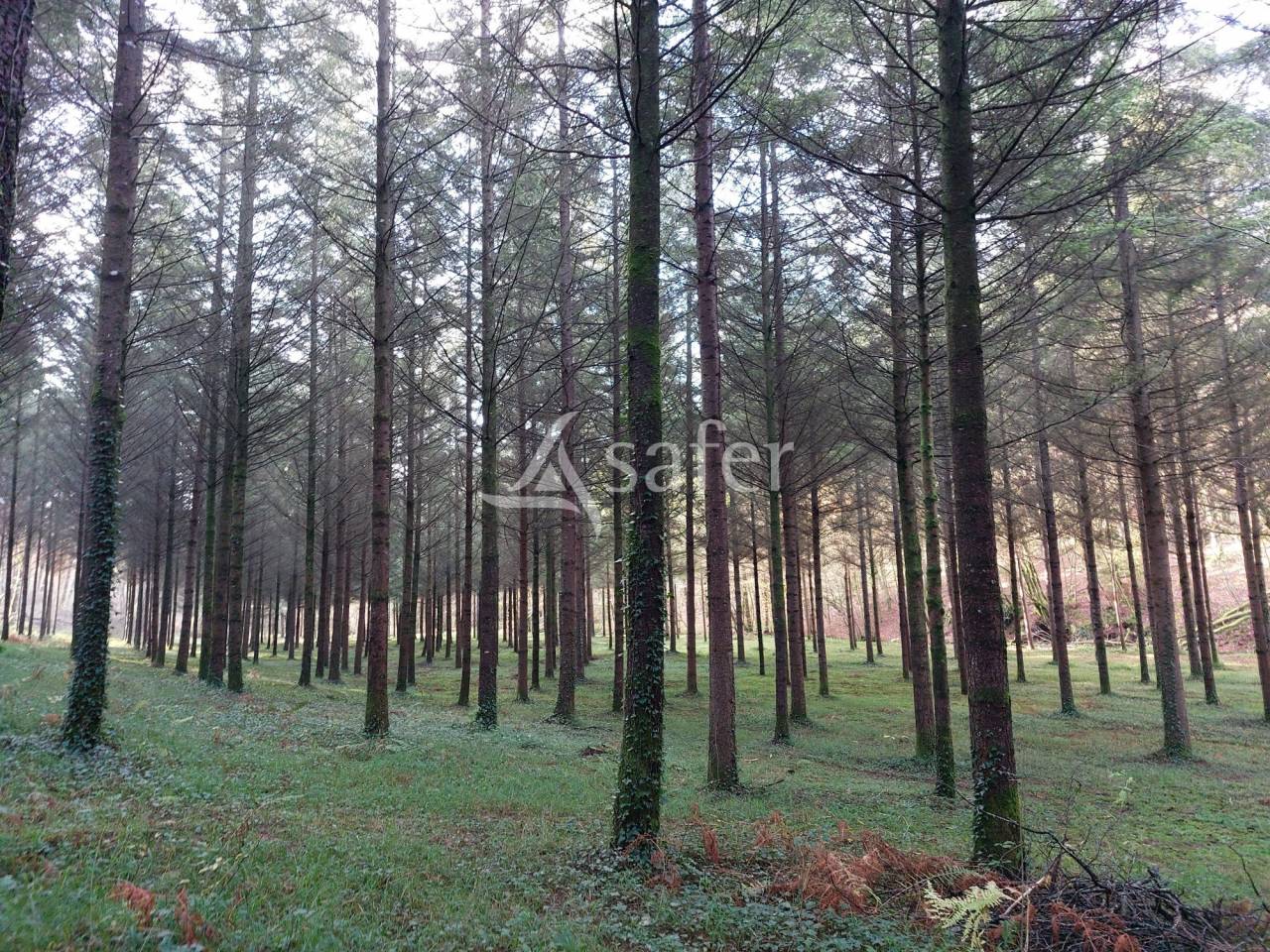 Bos exploitatie Koop Dordogne