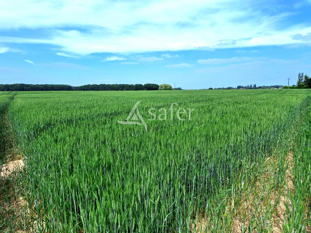 Landbouw bedrijf Koop Loiret