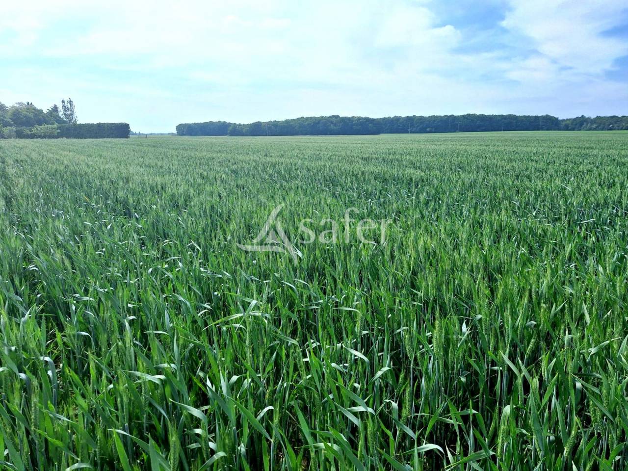 Landbouw bedrijf Koop Loiret