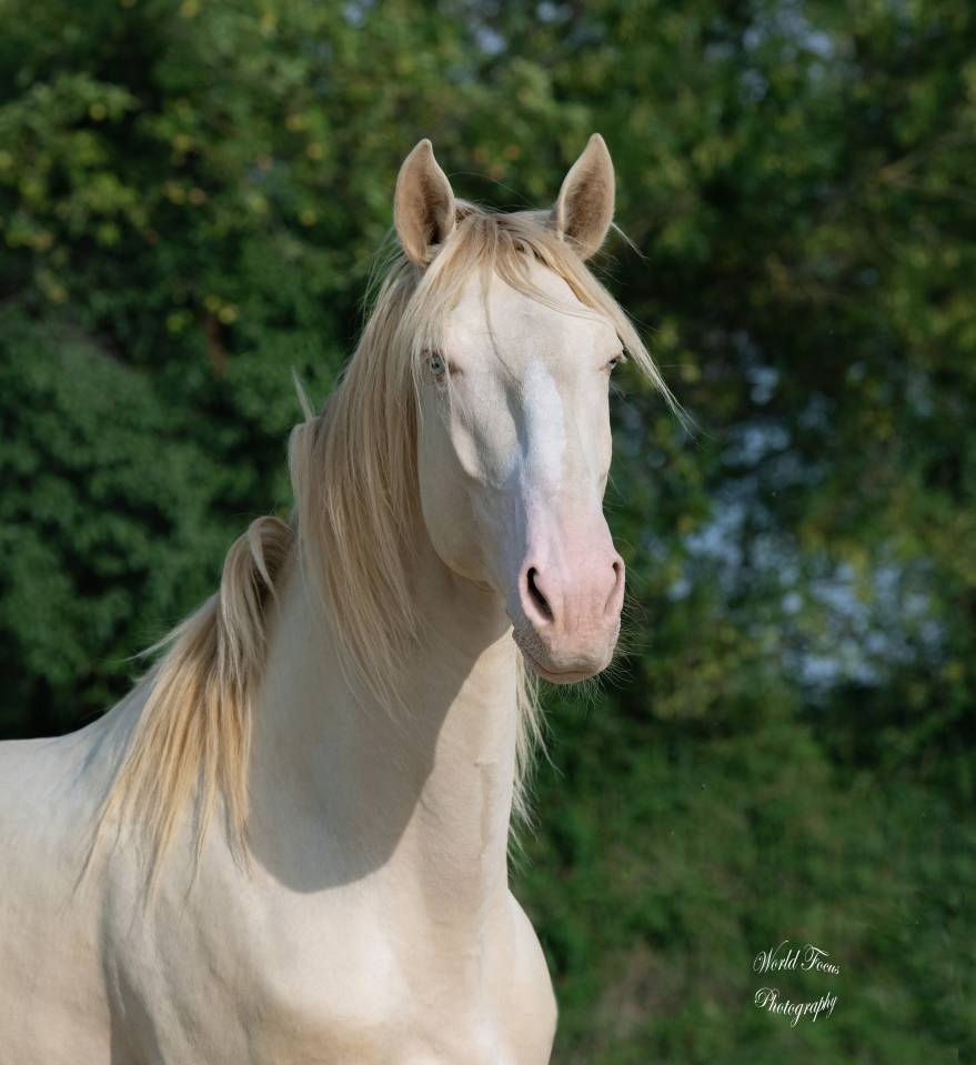 Dekhengst Lusitano Te koop 2017 Perlino ,  Ourem
