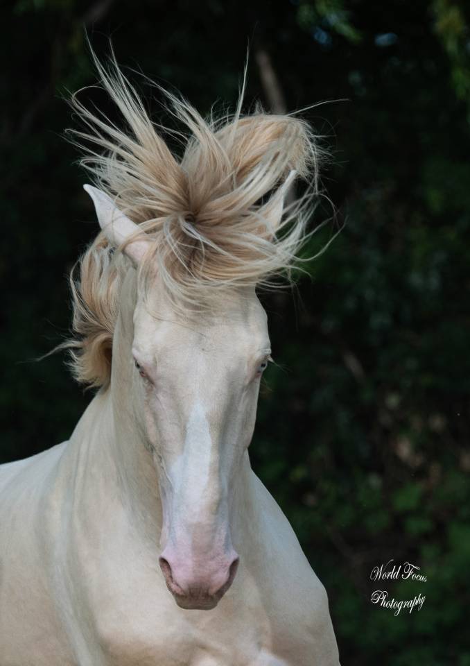 Dekhengst Lusitano Te koop 2017 Perlino ,  Ourem