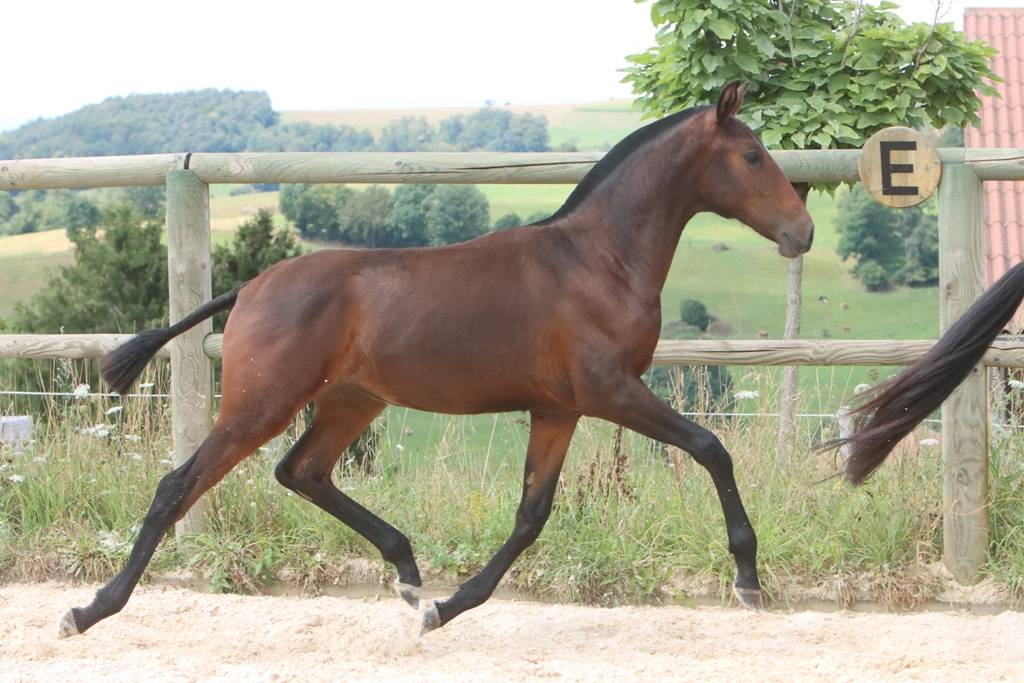 Veulen (vr) Bekend ras Te koop 2024 Bruin / Bai ,  FAUSTO DE LA COMBE