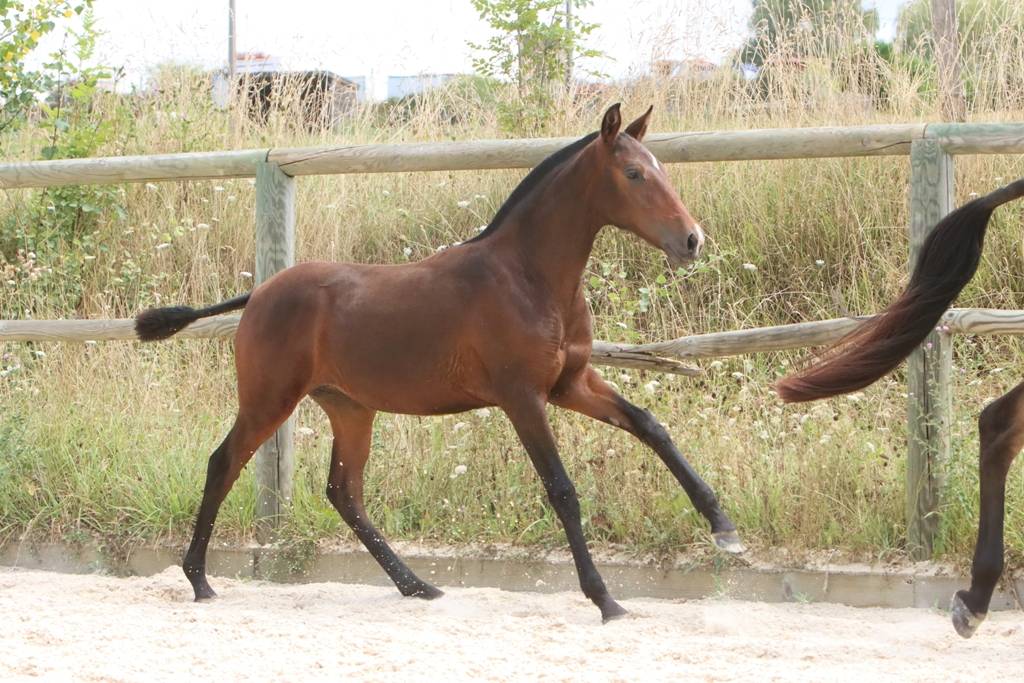 Veulen (vr) Bekend ras Te koop 2024 Bruin / Bai ,  FAUSTO DE LA COMBE