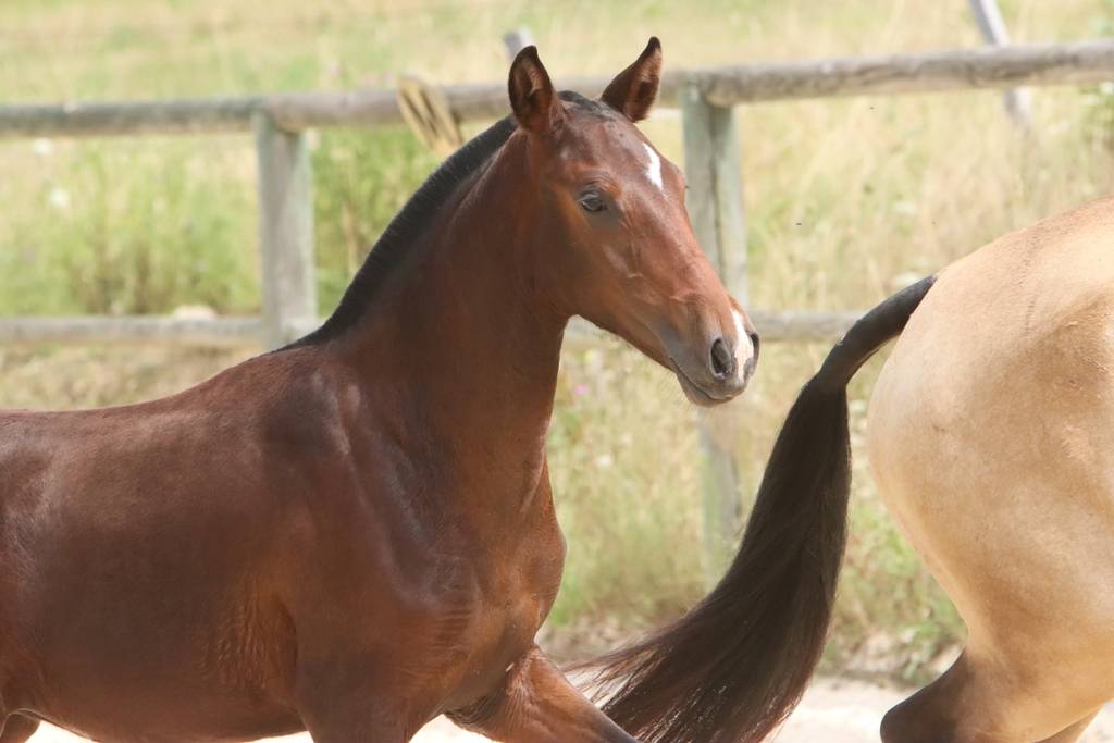 Veulen (vr) Bekend ras Te koop 2024 Bruin / Bai ,  FAUSTO DE LA COMBE