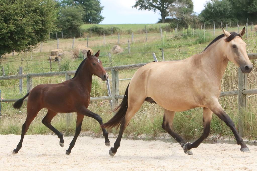 Veulen (vr) Bekend ras Te koop 2024 Bruin / Bai ,  FAUSTO DE LA COMBE