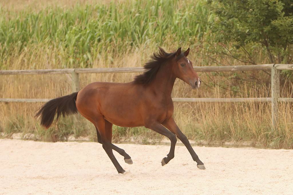 Veulen (vr) Bekend ras Te koop 2024 Bruin / Bai ,  FAUSTO DE LA COMBE