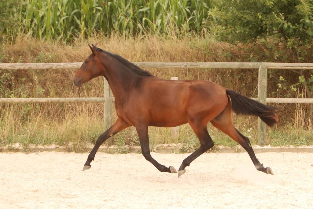 Veulen (vr) Bekend ras Te koop 2024 Bruin / Bai ,  FAUSTO DE LA COMBE