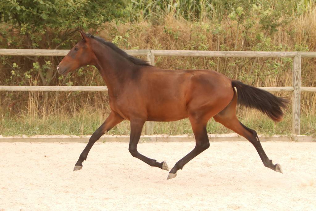 Veulen (vr) Bekend ras Te koop 2024 Bruin / Bai ,  FAUSTO DE LA COMBE