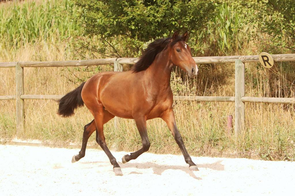 Veulen (vr) Bekend ras Te koop 2024 Bruin / Bai ,  FAUSTO DE LA COMBE