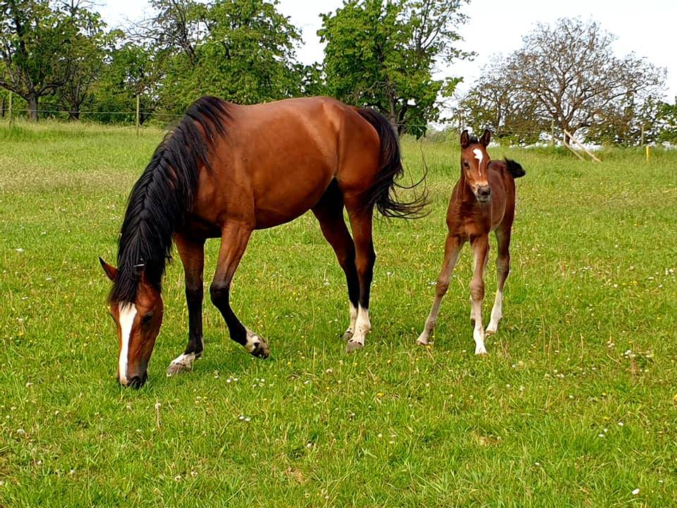 Merrie Selle Français Te koop 2014 Donker bruin / bai ,  ARIOSO DU THEILLET